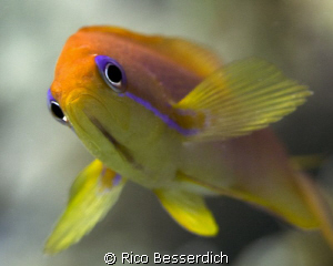 With love from Sharm El Sheikh :-) by Rico Besserdich 